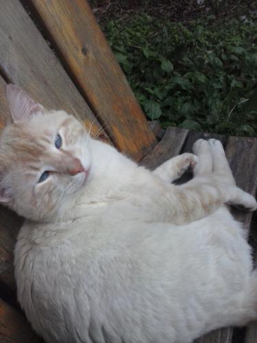 Lost Male Cat last seen Washington st by the park , Fultonville, NY 12068