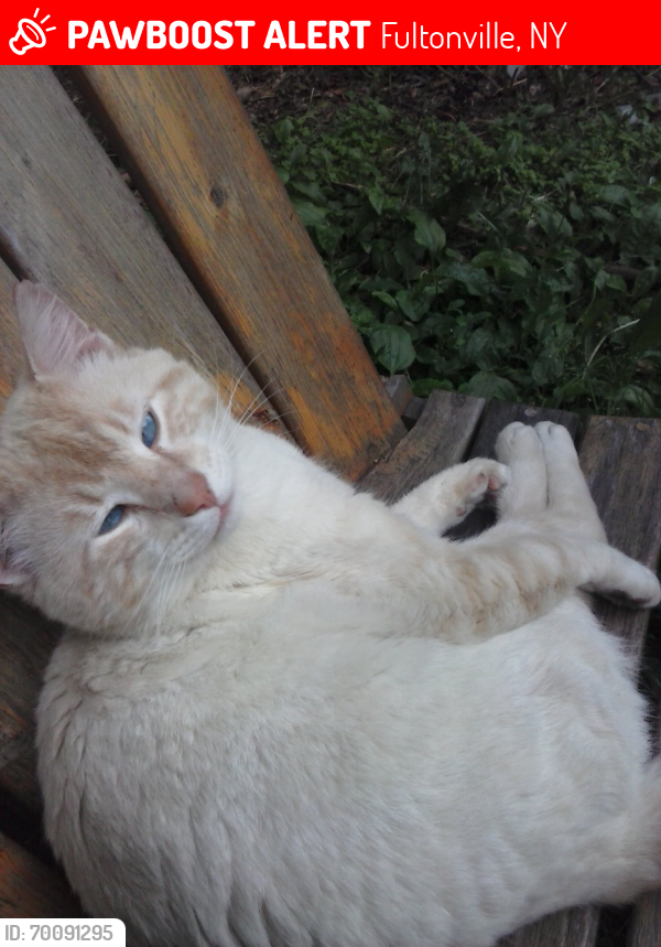Lost Male Cat last seen Washington st by the park , Fultonville, NY 12068