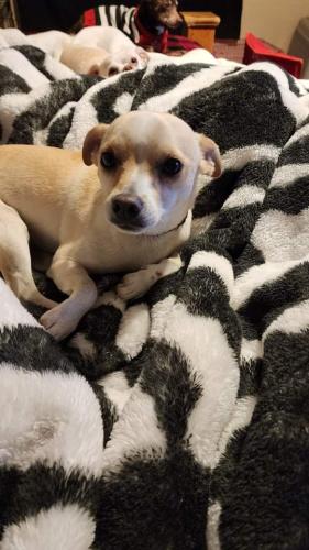 Lost Male Dog last seen Old pearsall  rd at dog park, San Antonio, TX 78242