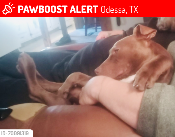 Lost Female Dog last seen 56th and Dixie , Odessa, TX 79762