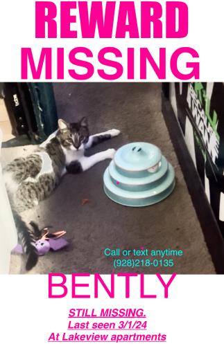 Lost Male Cat last seen Superstition springs blvd & s power rd, Mesa, AZ 85206