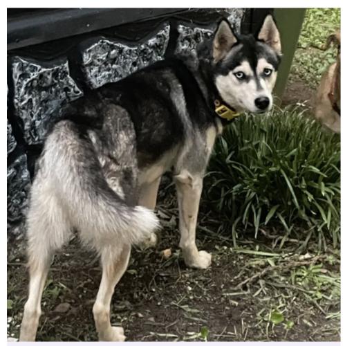 Lost Male Dog last seen 2nd Street, Kings Mountain, NC 28086