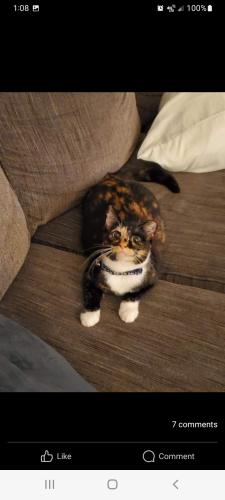 Lost Female Cat last seen Cossey and Old Louetta, Houston, TX 77070