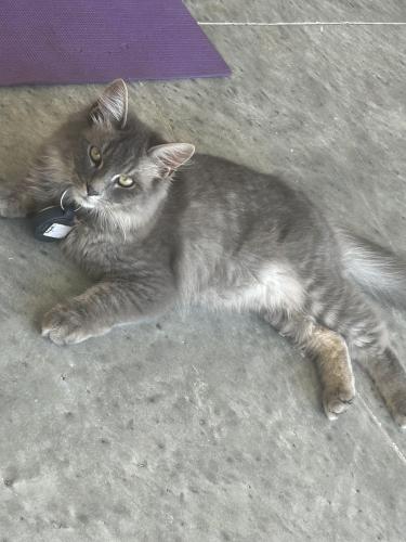 Lost Male Cat last seen In people backyards or stolen, Port St. Lucie, FL 34953