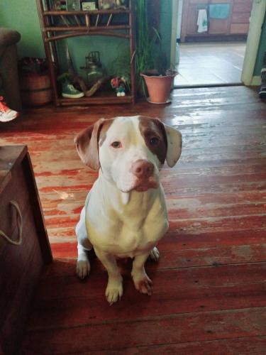 Lost Male Dog last seen Division and Farm Road 227, Strafford, MO 65757