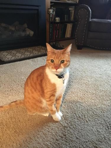 Lost Male Cat last seen W. Bloomington, 84th St, France Ave, Pauly's Pond , Bloomington, MN 55431