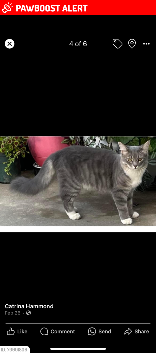 Lost Male Cat last seen Near Willie McLeod rd, Alexander County, NC 28681