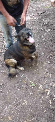 Lost Male Dog last seen Dicks hill parkway , Mount Airy, GA 30563
