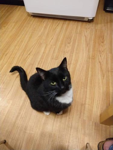 Lost Male Cat last seen Idlewood Rd & Glen Hill Dr, Rochester, NY 14618