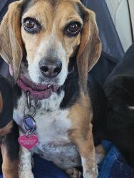 Lost Female Dog last seen Chargene and West Clay, Saint Charles, MO 63301