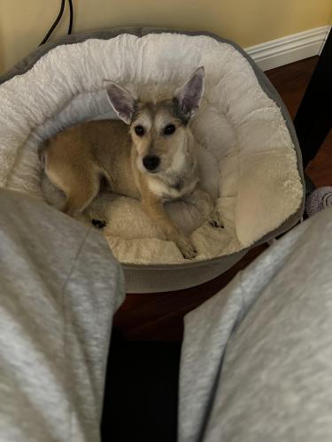 Lost Male Dog last seen Ellenview and Calvert St, Los Angeles, CA 91367