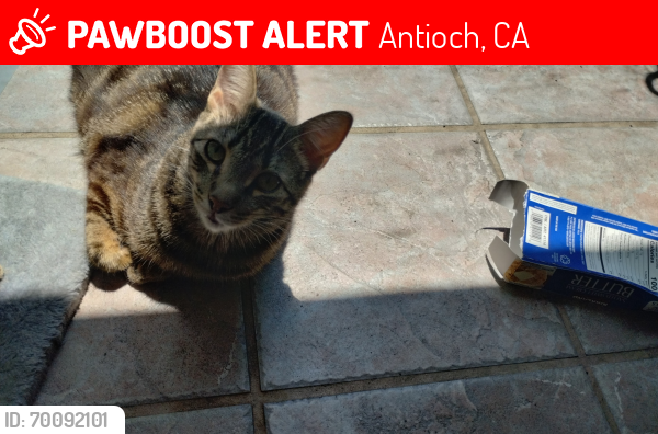 Lost Male Cat last seen Glory ct centennial , Antioch, CA 94509