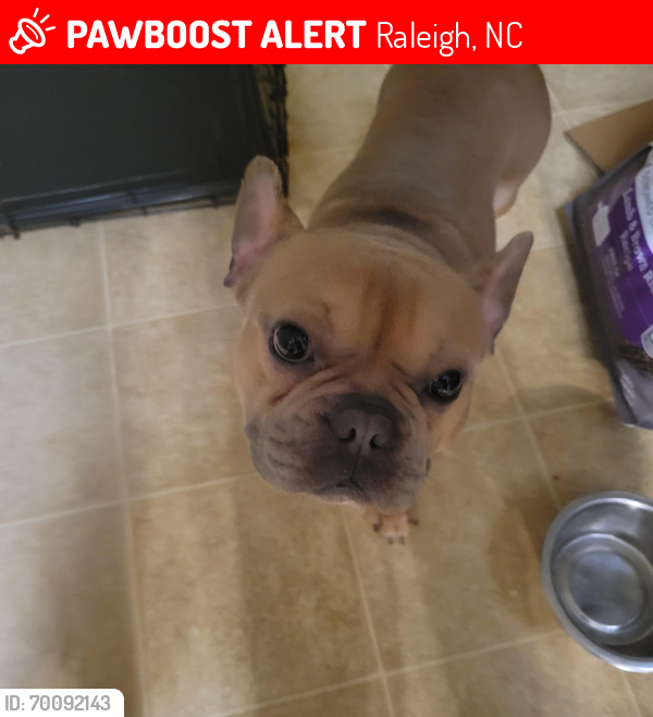Lost Male Dog last seen Newhope rd, Raleigh, NC 27616