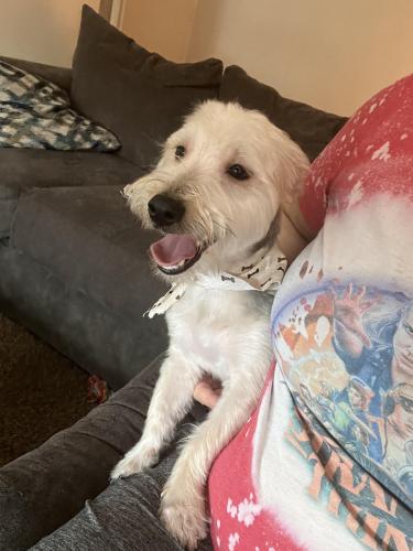 Lost Male Dog last seen Near w.143rd st, Cleveland, OH 44135