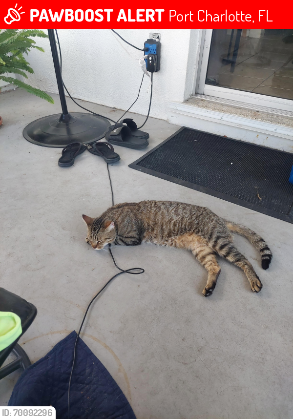 Lost Male Cat last seen Midway Blvd & Elkcam Blvd , Port Charlotte, FL 33952