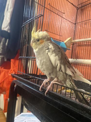 Lost Male Bird last seen Kildeer ave, Cleveland, OH 44119