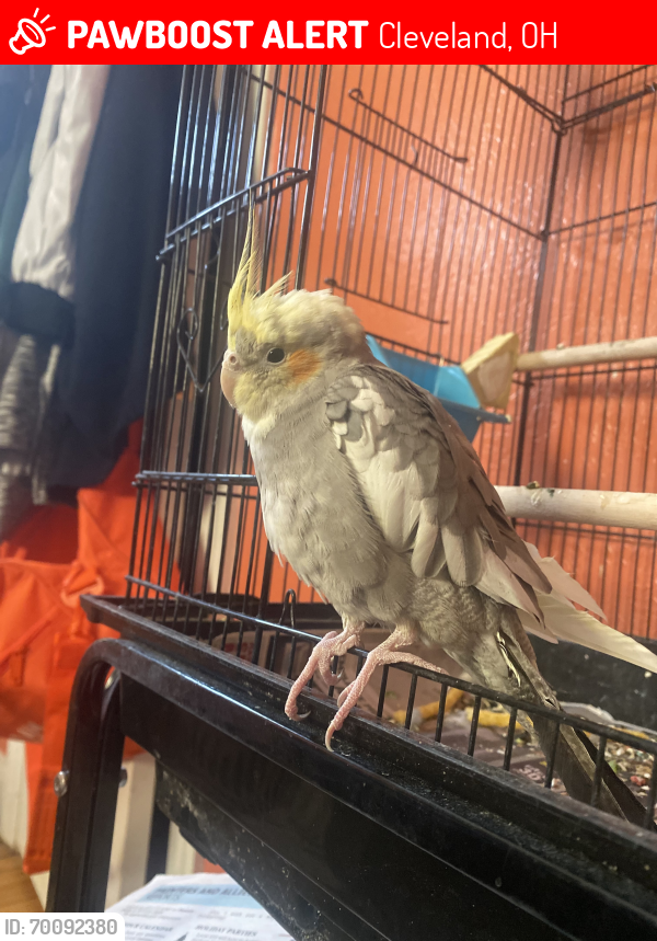 Lost Male Bird last seen Kildeer ave, Cleveland, OH 44119