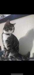 Lost Male Cat last seen By wendys, Port Angeles, WA 98362