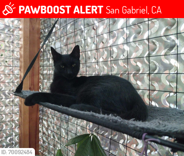 Lost Male Cat last seen Strathmore Ave, Dewey Ave, Del Mar Ave, San Gabriel, CA 91776