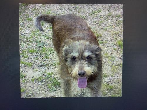 Lost Male Dog last seen Thrushwood Drive, between Lupton Drive and Ashland Terrace, Chattanooga, TN 37415