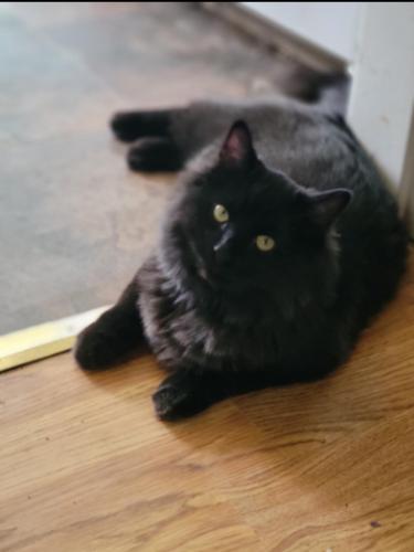 Lost Male Cat last seen Cheyenne and Corona Ave, Colorado Springs, CO 80905