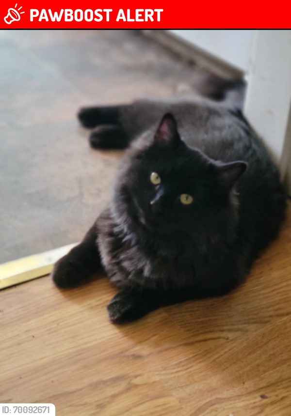 Lost Male Cat last seen Cheyenne and Corona Ave, Colorado Springs, CO 80905