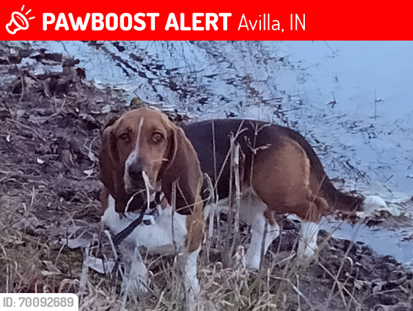 Lost Female Dog last seen Near E and 200 N, Noble County Indiana, Avilla, IN 46710