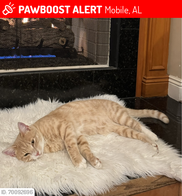 Lost Male Cat last seen Charlanda ests neighborhoods and Cody rd, Mobile, AL 36695
