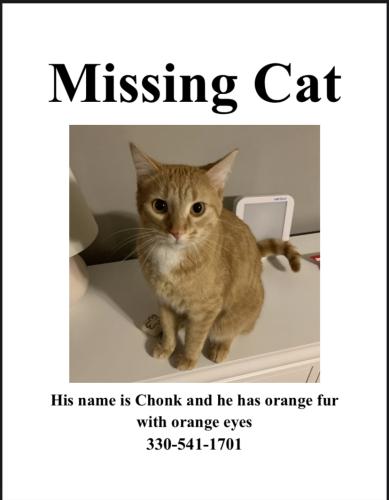 Lost Male Cat last seen Stone Road near Stone Gate neighborhood , Streetsboro, OH 44241