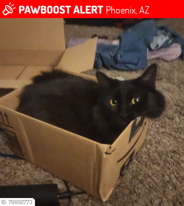 Lost Female Cat last seen 35th ave between Dunlap and Northern , Phoenix, AZ 85051