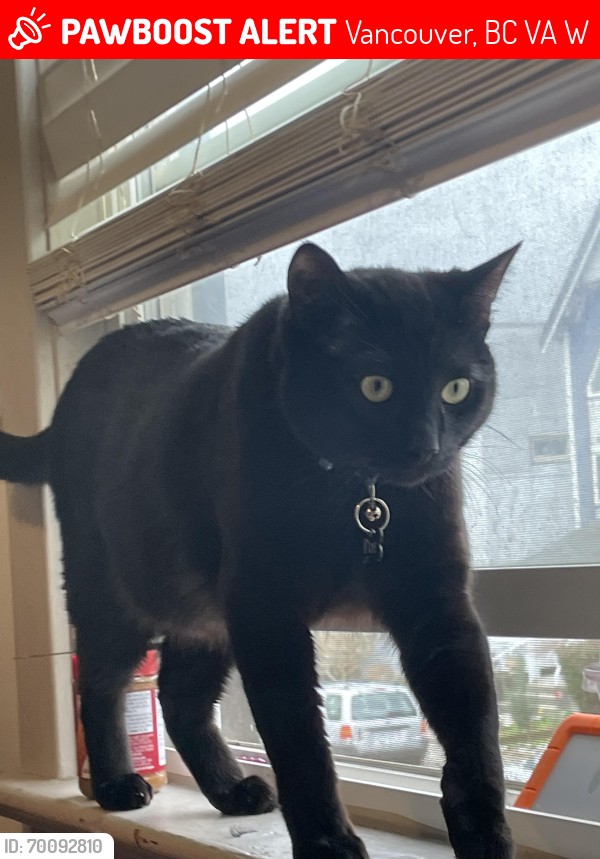 Lost Male Cat last seen east pender and hawks, Vancouver, BC V6A 1W1