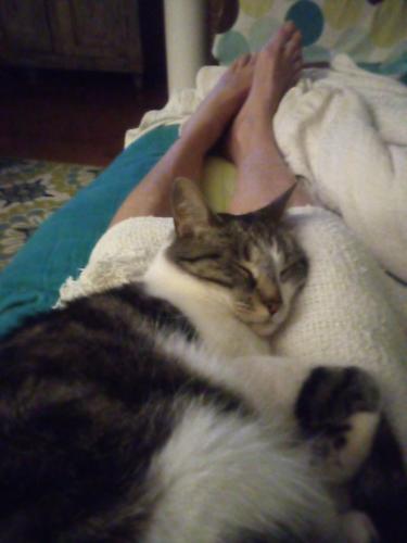 Lost Female Cat last seen Laurinda and Buffet Mill, Knoxville, TN 37914