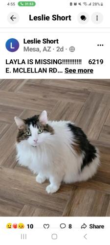 Lost Female Cat last seen Mckellips and recker rd, Mesa, AZ 85205