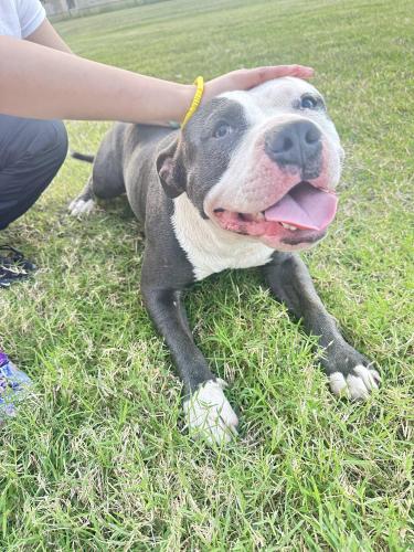 Lost Male Dog last seen Brownsville texas, Brownsville, TX 78521
