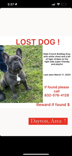 Lost Male Dog last seen Dayton Tx, Dayton, TX 77535