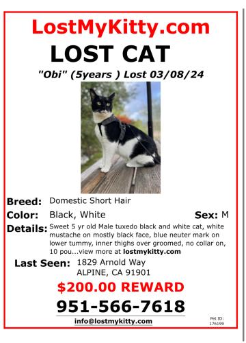 Lost Male Cat last seen Tavern/Arnold, Alpine, CA 91901