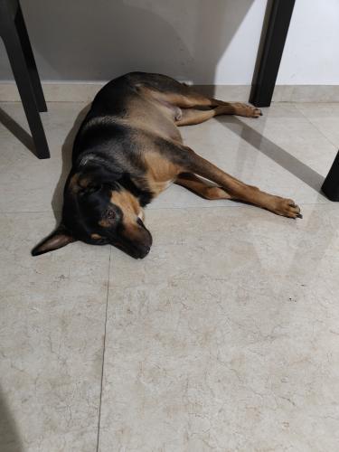 Lost Male Dog last seen Near hotel nisarg, taloja bypass pata, Palava City, MH 421204