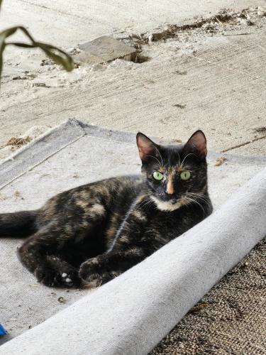 Lost Female Cat last seen S Carrier Pkwy, The Epic, I-20, Grand Prairie, TX 75052