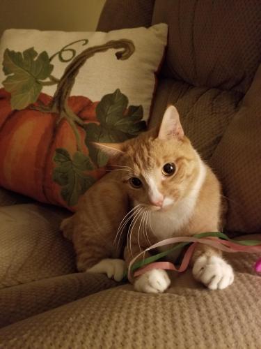 Lost Male Cat last seen 8th Street & Palm Ave, Valle Vista, CA 92544