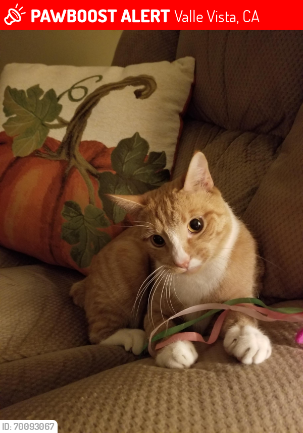 Lost Male Cat last seen 8th Street & Palm Ave, Valle Vista, CA 92544