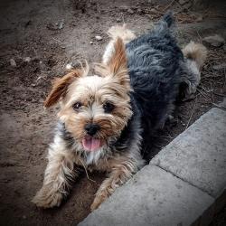Reunited Male Dog last seen Russell/Buffalo, Spring Valley, NV 89113