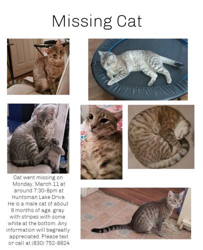 Lost Male Cat last seen Hunters Chase, San Antonio, TX 78249