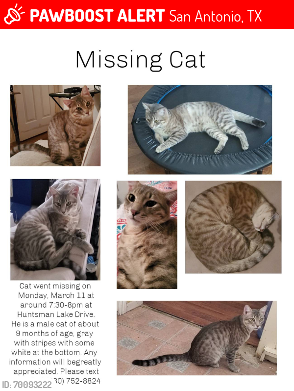 Lost Male Cat last seen Hunters Chase, San Antonio, TX 78249