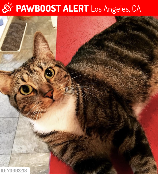 Lost Male Cat last seen Comstock & Wilshire, Los Angeles, CA 90024