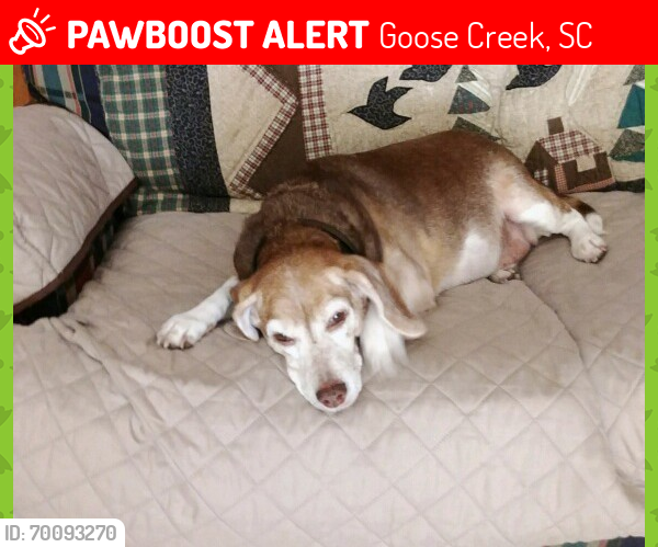 Lost Female Dog last seen Middleton drive, Marion Ave, Goose Creek, SC 29445