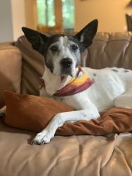 Lost Female Dog last seen Burl Ln and Cliffridge, Cashiers, NC 28717