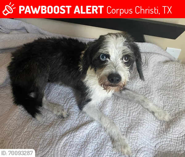 Lost Male Dog last seen Rodd field , Corpus Christi, TX 78414