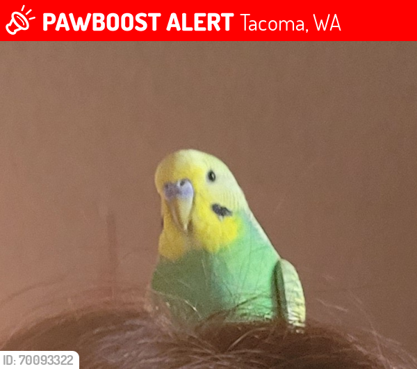Lost Male Bird last seen Manitou elementary/ calvary cemetery , Tacoma, WA 98409