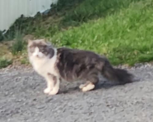 Found/Stray Unknown Cat last seen Near valley view ave Morgantown , Morgantown, WV 26505