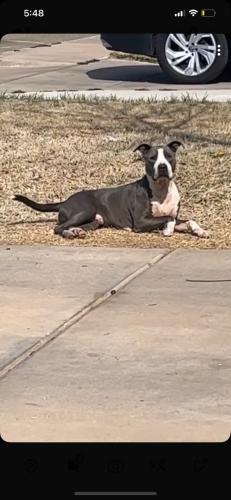 Lost Male Dog last seen Temple Ave , Lubbock, TX 79415
